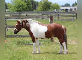 Inne kuce/małe konie, Wałach, 7 lat, 125 cm, Srokata