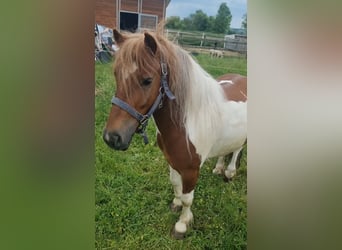 Inne kuce/małe konie, Wałach, 7 lat, 125 cm, Srokata