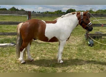 Inne kuce/małe konie, Wałach, 7 lat, 125 cm, Srokata