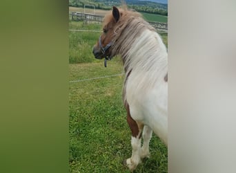 Inne kuce/małe konie, Wałach, 7 lat, 125 cm, Srokata
