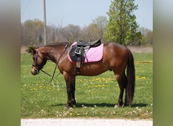 Inne kuce/małe konie, Wałach, 7 lat, 127 cm, Gniada