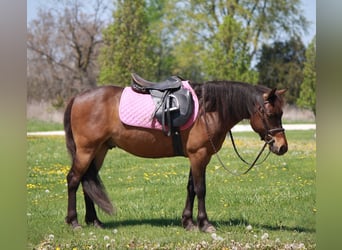 Inne kuce/małe konie, Wałach, 7 lat, 127 cm, Gniada