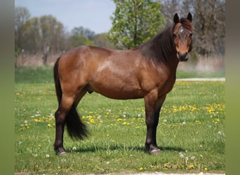 Inne kuce/małe konie, Wałach, 7 lat, 127 cm, Gniada