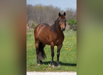 Inne kuce/małe konie, Wałach, 7 lat, 127 cm, Gniada