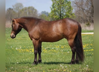 Inne kuce/małe konie, Wałach, 7 lat, 127 cm, Gniada