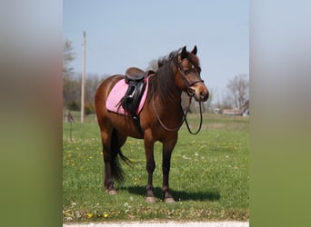 Inne kuce/małe konie, Wałach, 7 lat, 127 cm, Gniada