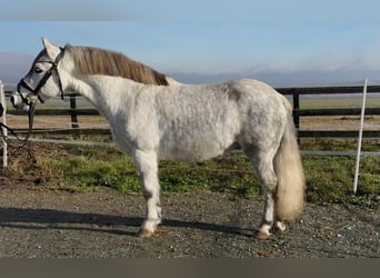 Inne kuce/małe konie, Wałach, 7 lat, 128 cm, Siwa