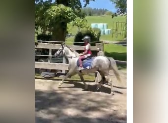 Inne kuce/małe konie, Wałach, 7 lat, 130 cm, Siwa