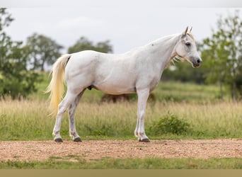 Inne kuce/małe konie, Wałach, 7 lat, 130 cm, Siwa