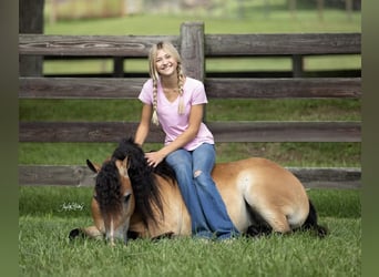 Inne kuce/małe konie, Wałach, 7 lat, 132 cm, Bułana