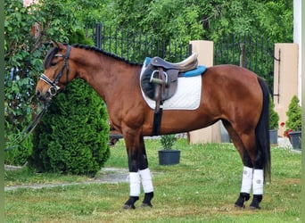 Inne kuce/małe konie, Wałach, 7 lat, 135 cm, Gniada