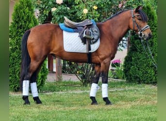 Inne kuce/małe konie, Wałach, 7 lat, 135 cm, Gniada