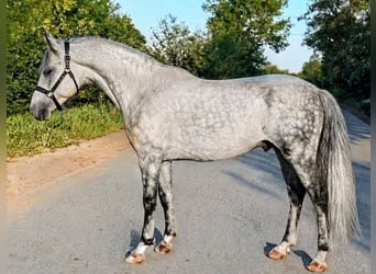 Inne kuce/małe konie Mix, Wałach, 7 lat, 140 cm, Siwa jabłkowita