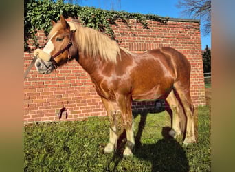 Inne kuce/małe konie, Wałach, 7 lat, 145 cm, Ciemnokasztanowata