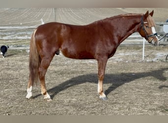 Inne kuce/małe konie, Wałach, 7 lat, 145 cm, Kasztanowata