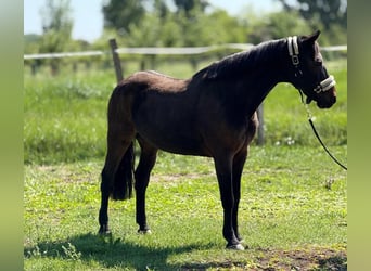 Inne kuce/małe konie, Wałach, 7 lat, 147 cm, Ciemnogniada