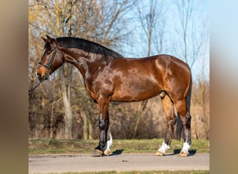 Inne kuce/małe konie, Wałach, 7 lat, 148 cm, Gniada