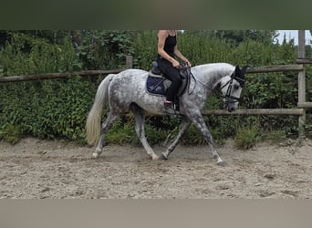 Inne kuce/małe konie, Wałach, 7 lat, 148 cm, Siwa jabłkowita