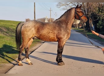 Inne kuce/małe konie, Wałach, 7 lat, 149 cm, Kasztanowatodereszowata