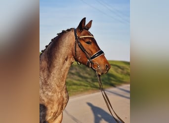 Inne kuce/małe konie, Wałach, 7 lat, 149 cm, Kasztanowatodereszowata