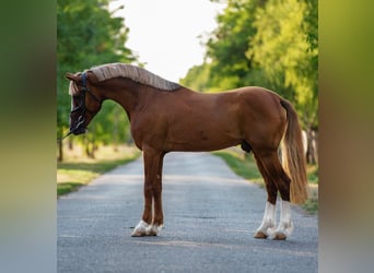 Inne kuce/małe konie, Wałach, 7 lat, 150 cm, Kasztanowata