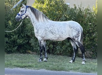 Inne kuce/małe konie, Wałach, 7 lat, 150 cm, Siwa