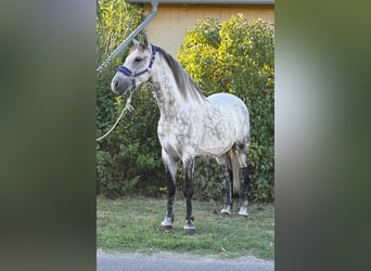 Inne kuce/małe konie, Wałach, 7 lat, 150 cm, Siwa