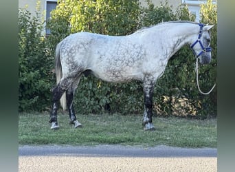 Inne kuce/małe konie, Wałach, 7 lat, 150 cm, Siwa
