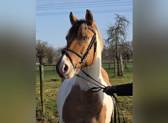 Inne kuce/małe konie, Wałach, 7 lat, 154 cm, Srokata