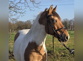 Inne kuce/małe konie, Wałach, 7 lat, 154 cm, Srokata