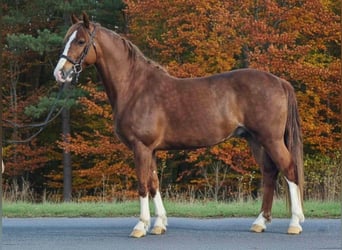 Inne kuce/małe konie, Wałach, 7 lat, 155 cm, Gniada