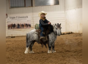 Inne kuce/małe konie, Wałach, 7 lat, 97 cm, Siwa