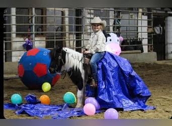 Inne kuce/małe konie, Wałach, 7 lat, 99 cm, Srokata