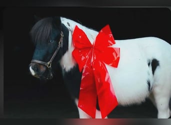 Inne kuce/małe konie, Wałach, 7 lat, 99 cm, Srokata