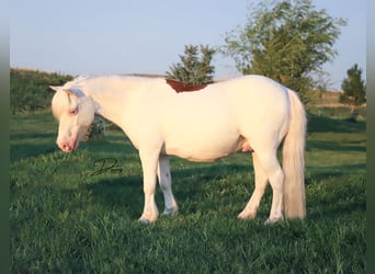 Inne kuce/małe konie, Wałach, 8 lat, 112 cm, Srokata