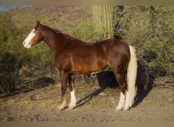 Inne kuce/małe konie, Wałach, 8 lat, 112 cm