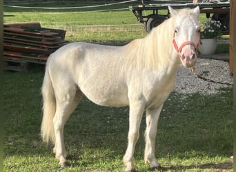 Inne kuce/małe konie, Wałach, 8 lat, 118 cm, Siwa