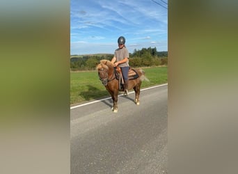 Inne kuce/małe konie, Wałach, 8 lat, 120 cm, Ciemnokasztanowata