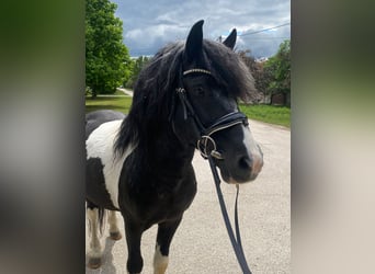 Inne kuce/małe konie, Wałach, 8 lat, 123 cm, Srokata