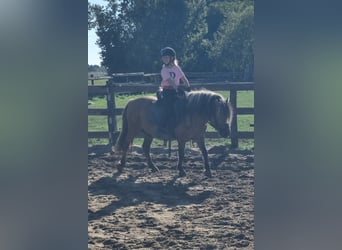 Inne kuce/małe konie, Wałach, 8 lat, 125 cm, Bułana