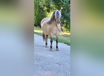 Inne kuce/małe konie, Wałach, 8 lat, 125 cm, Bułana