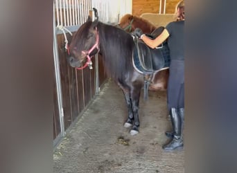 Inne kuce/małe konie, Wałach, 8 lat, 125 cm, Ciemnogniada