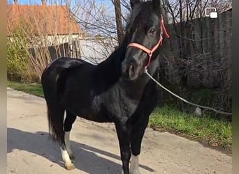 Inne kuce/małe konie, Wałach, 8 lat, 126 cm, Kara