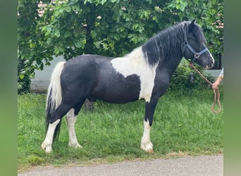 Inne kuce/małe konie, Wałach, 8 lat, 128 cm, Srokata