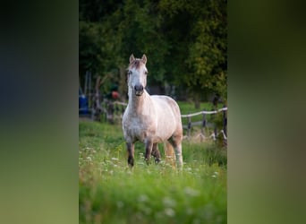 Inne kuce/małe konie Mix, Wałach, 8 lat, 130 cm, Siwa jabłkowita