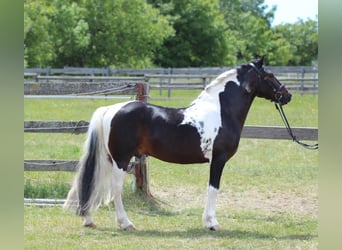 Inne kuce/małe konie, Wałach, 8 lat, 130 cm, Srokata