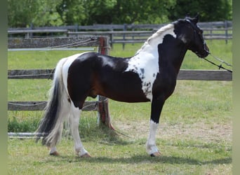 Inne kuce/małe konie, Wałach, 8 lat, 130 cm, Srokata