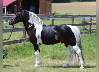 Inne kuce/małe konie, Wałach, 8 lat, 130 cm, Srokata
