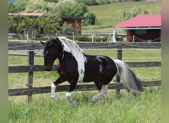Inne kuce/małe konie, Wałach, 8 lat, 130 cm, Srokata