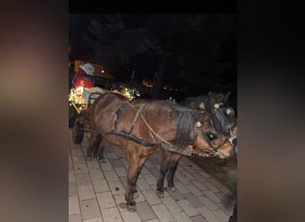 Inne kuce/małe konie, Wałach, 8 lat, 133 cm, Ciemnogniada